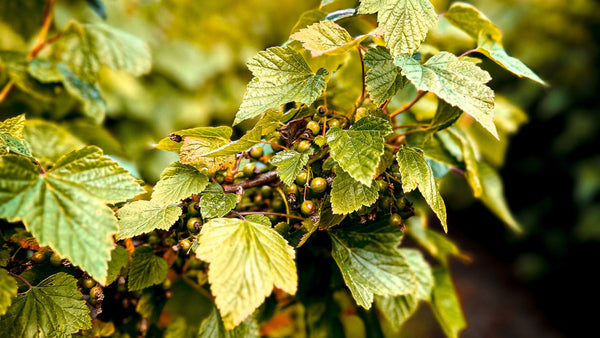 The Diverse World of Liqueurs: Exploring Various Types of Liqueur - Tayport Distillery