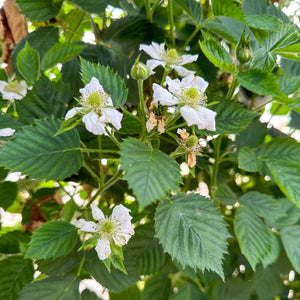 Close-Up Of Plant With White Flowers