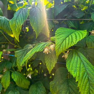 Vibrant Green Plant With Blooming Flowers