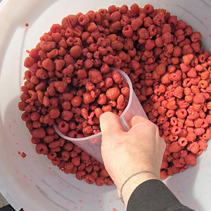 Scooping raspberries up before pressing out the juice