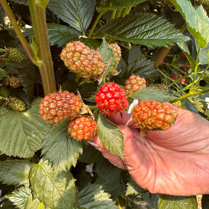 Picking raspberries in the farm to make raspberry liqueur