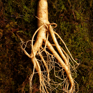 Macro shot of a root