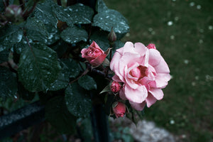 Vibrant Pink Rose Emerging From Lush Grass