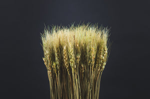 A Bunch Of Wheat Showcasing The Beauty Of Nature's Harvest
