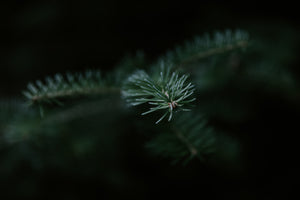 Close-Up Of Pine Tree Branch